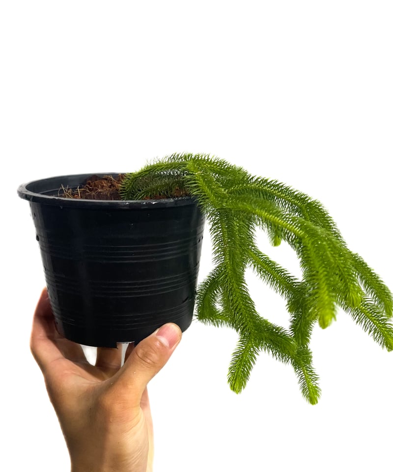 フペルジア　スクアローサ 楽天市場】観葉植物：フペルジア スクアローサ*4号吊り Huperzia