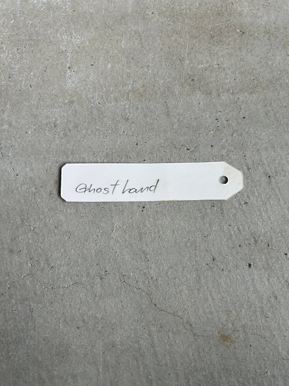 GP ビカクシダ ゴースト ハンズ　 P.Ghost Hands ビカクシダ ゴースト ハンズ 子株 (P. ウィリンキーx P.コロナリウム