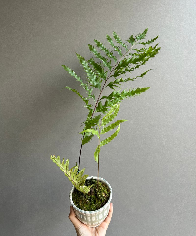 ドリナリア フロリダ + YON-HACHI「Drynaria florida」76L | S