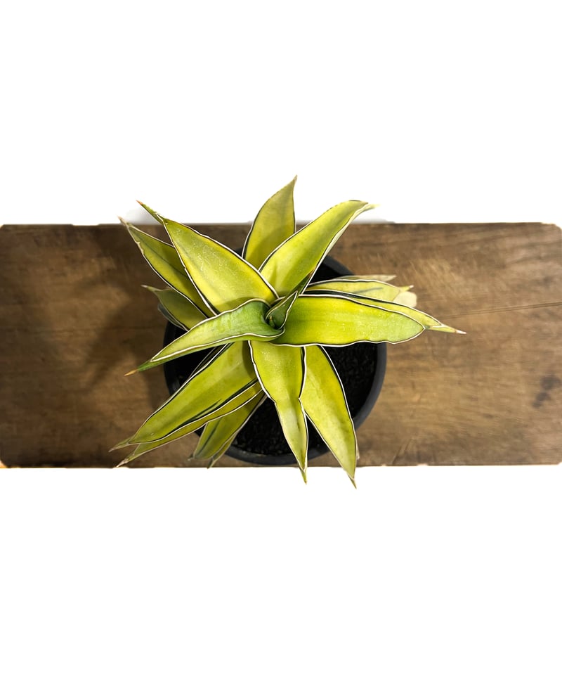 サンスベリア ラブラノス23251 ハイパー イエローワンダー 希少