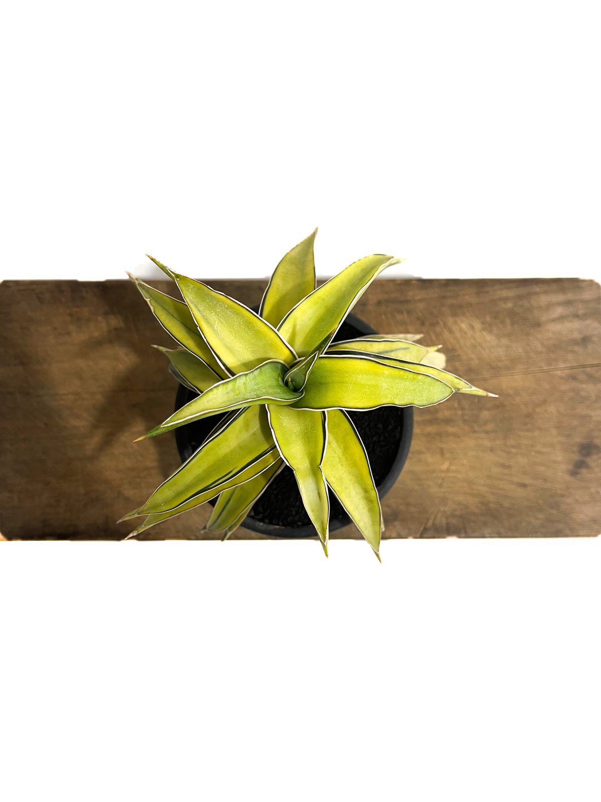サンセベリア lav.23251 ハイパー斑入り「Sansevieria lav. 23251