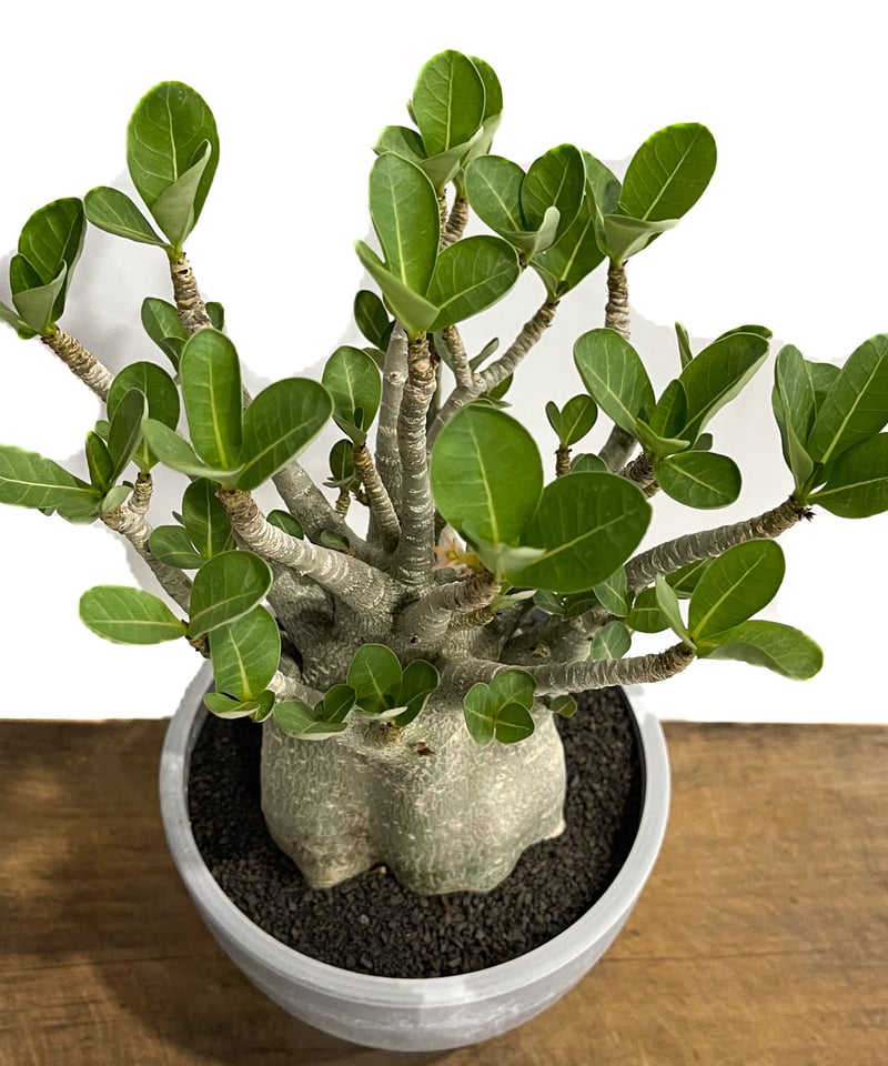 アデニウム アラビカム ドワーフ タイプ「Adenium arabicum アデニウム アラビカム ドワーフ タイプ「Adenium arabicum