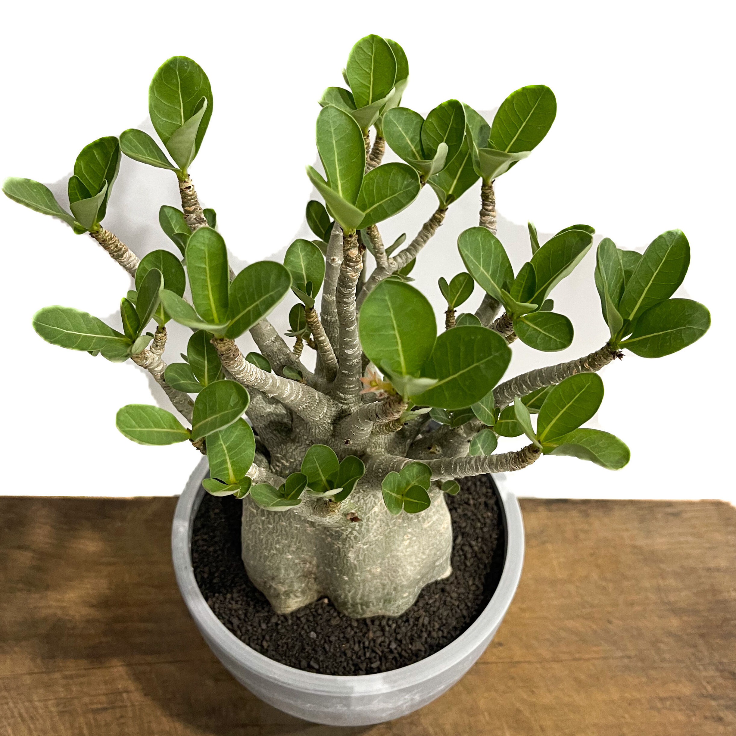 アデニウム アラビカム ドワーフ タイプ「Adenium arabicum dwarf ty