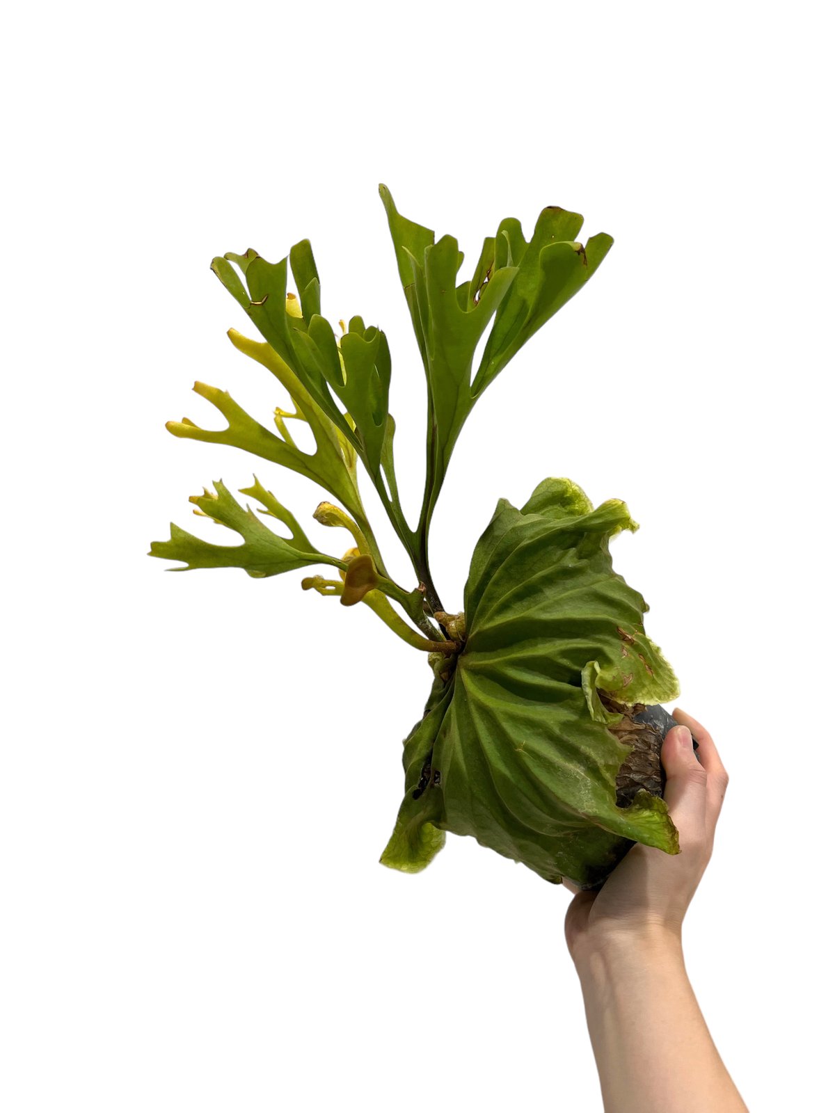 ビカクシダ リドレイ(by ヌクル) 「Platycerium ridleyi (by Nuk