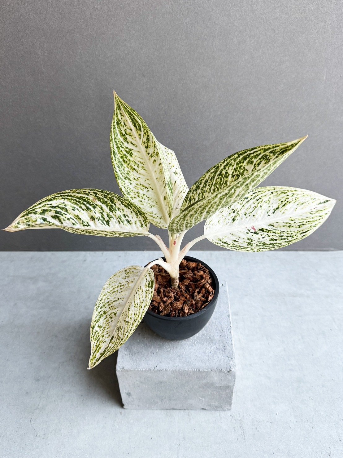 アグラオネマ　白蛇系 アグラオネマ 白蛇系