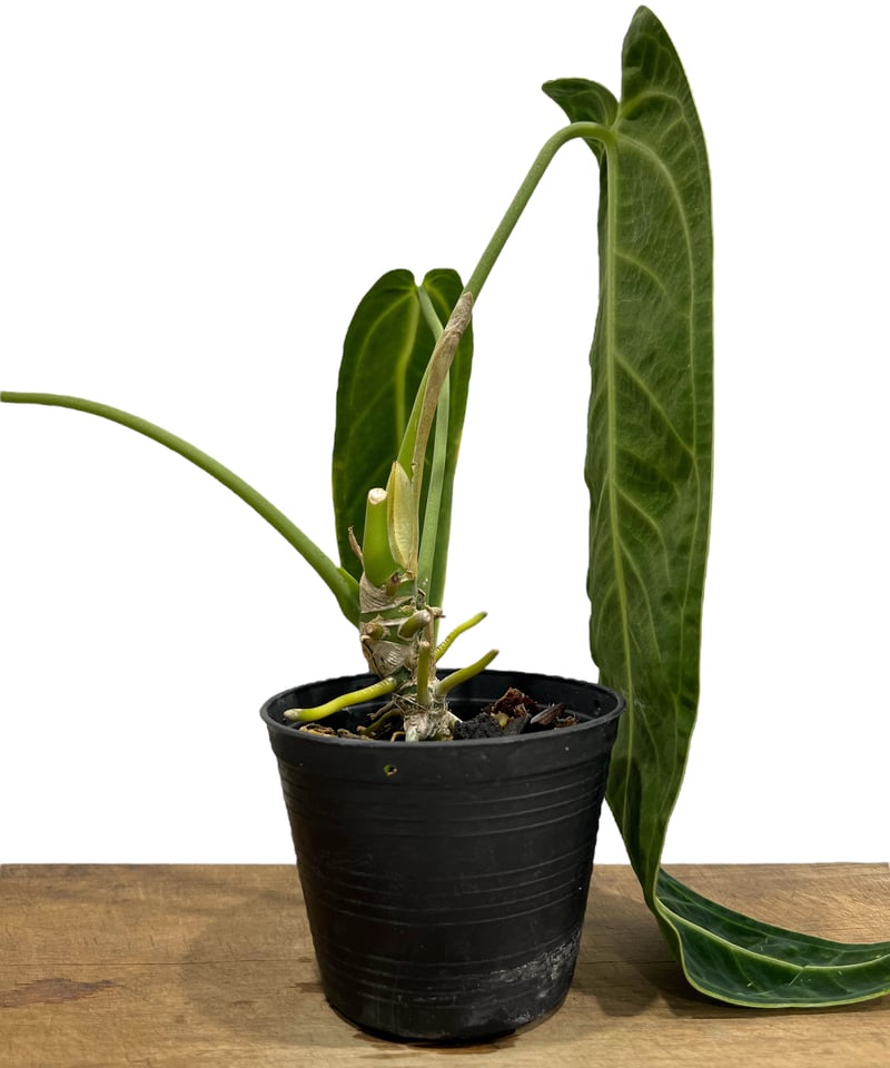 アンスリウム ワロクアナム ダーク&ナロー フォーム 「Anthurium アンスリウム ワロクアナム ダーク&ナロー フォーム 「Anthurium