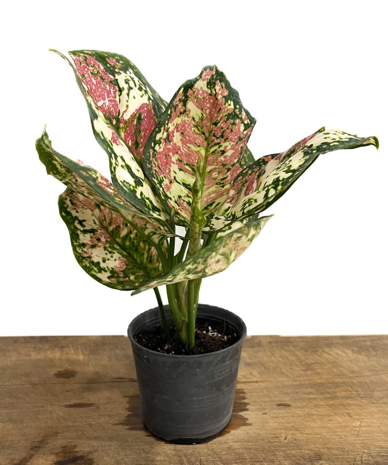 アグラオネマ アンヤマニー トリカラー「Aglaonema Unyamanee アグラオネマ アンヤマニー トリカラー「Aglaonema Unyamanee