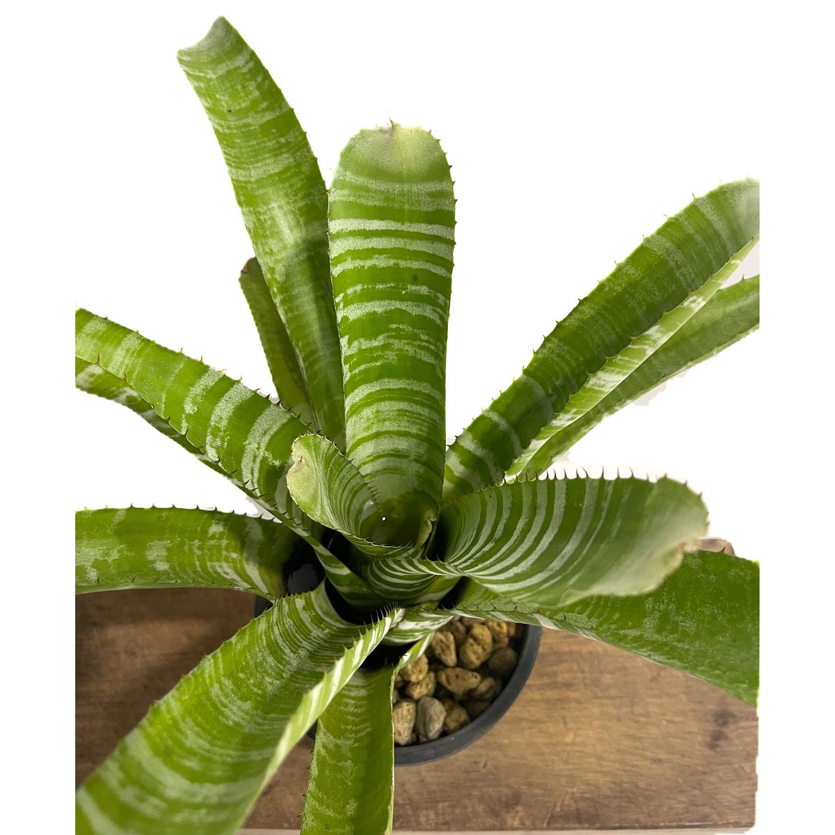 エクメア　チャンティーニ　ハイブリッド　セレクト エクメア チャンティニー ハイブリッド「Aechmea chantinii hybrid」8/