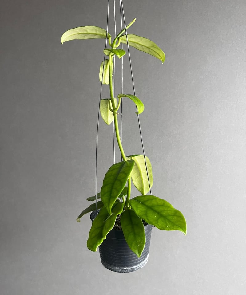 ホヤ hoya グロブローサ 5号鉢 ホヤ グロブローサ | Gardenえん 【観葉熱帯植物・多肉植物】