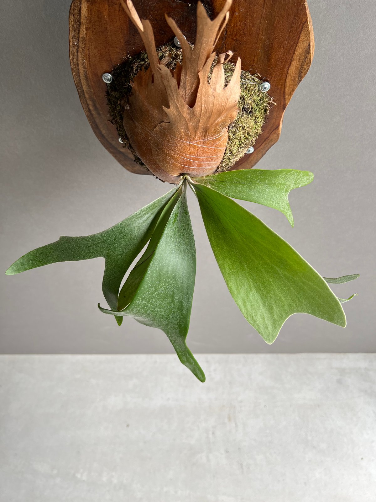 ビカクシダ インフィニティ 胞子葉 ー マセドラ。来年楽しみなビカク