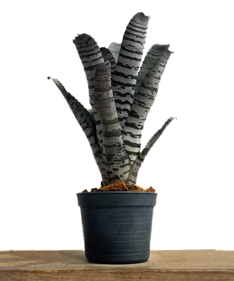 エクメア チャンティニー “ヤングターク”「Aechmea chantinii “Youngt