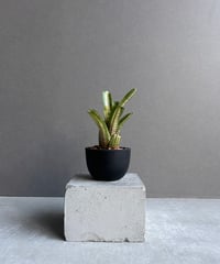 エクメア チャンティニー シルバー トップ「 Aechmea chantinii