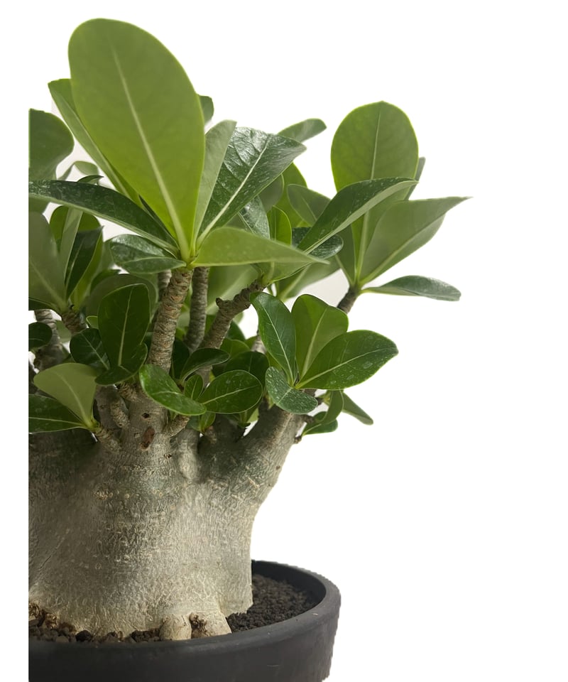 アデニウム アラビカム ドワーフ タイプ「Adenium arabicum dwarf ty