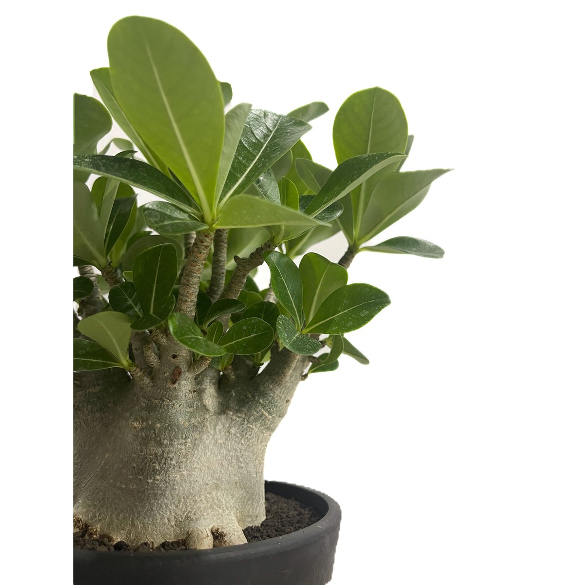 アデニウム アラビカム ドワーフ タイプ「Adenium arabicum dwarf ty