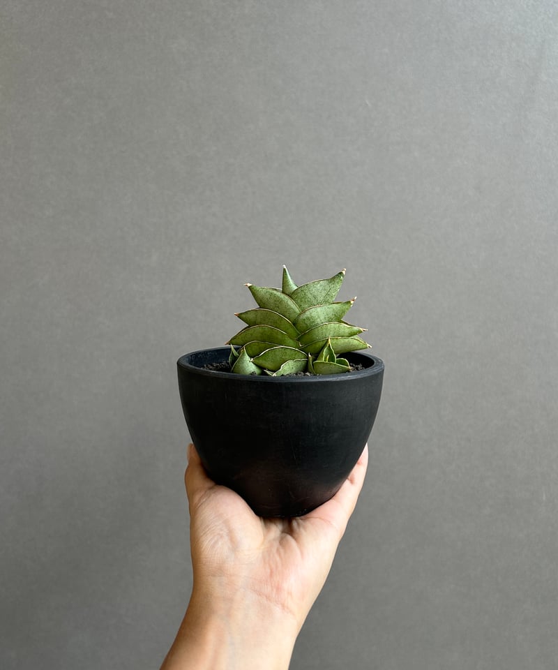 サンセベリア サン ラック 「Sansevieria San Luk」31G | SHOUCH