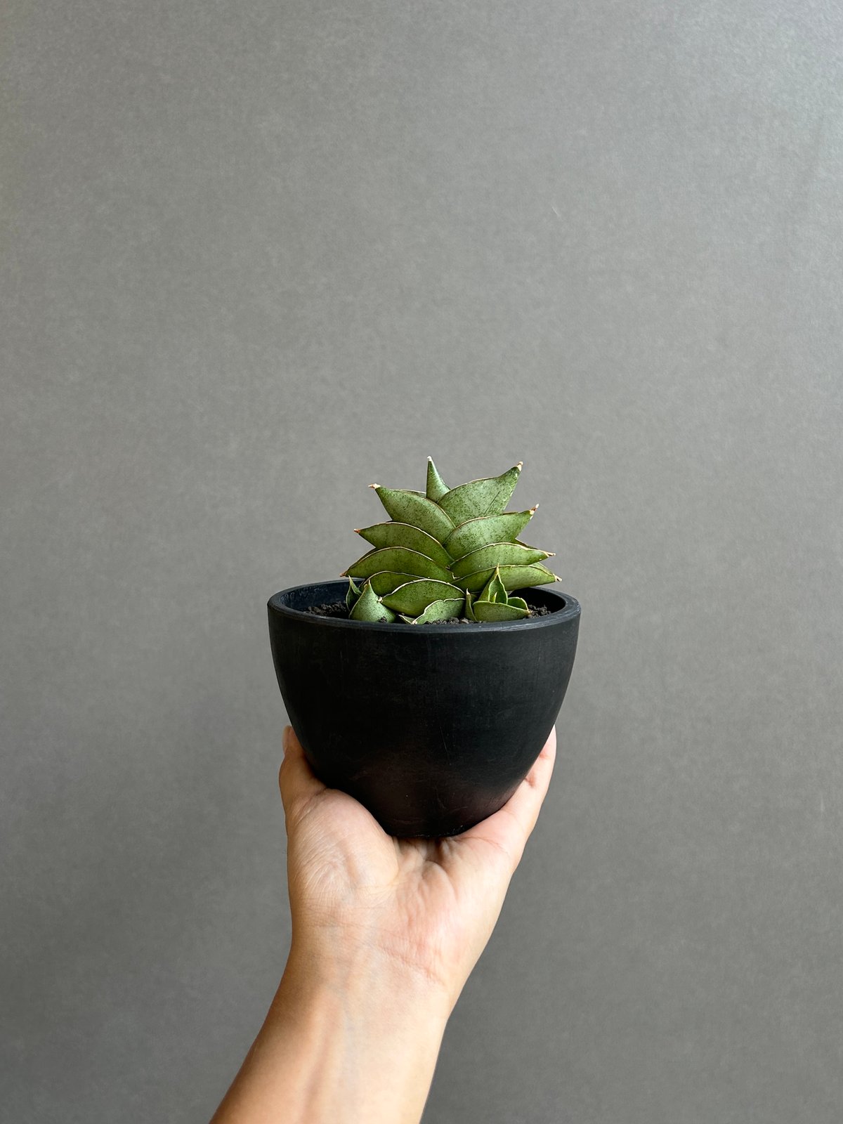 サンセベリア サン ラック 「Sansevieria San Luk」31G | SHOUCH