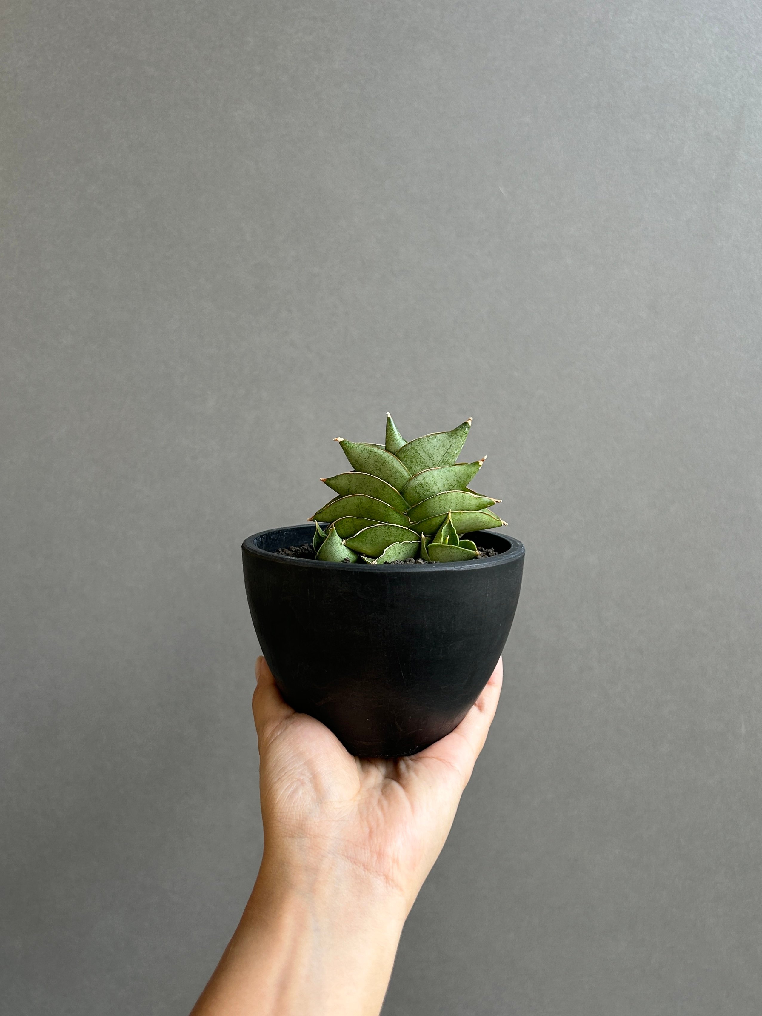 サンスベリア Sansevieria Sanruk C original