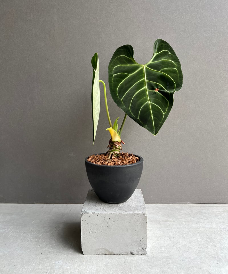 アンスリウム レガレ(コロンビア/ペルー) 「Anthurium regale (Colomb