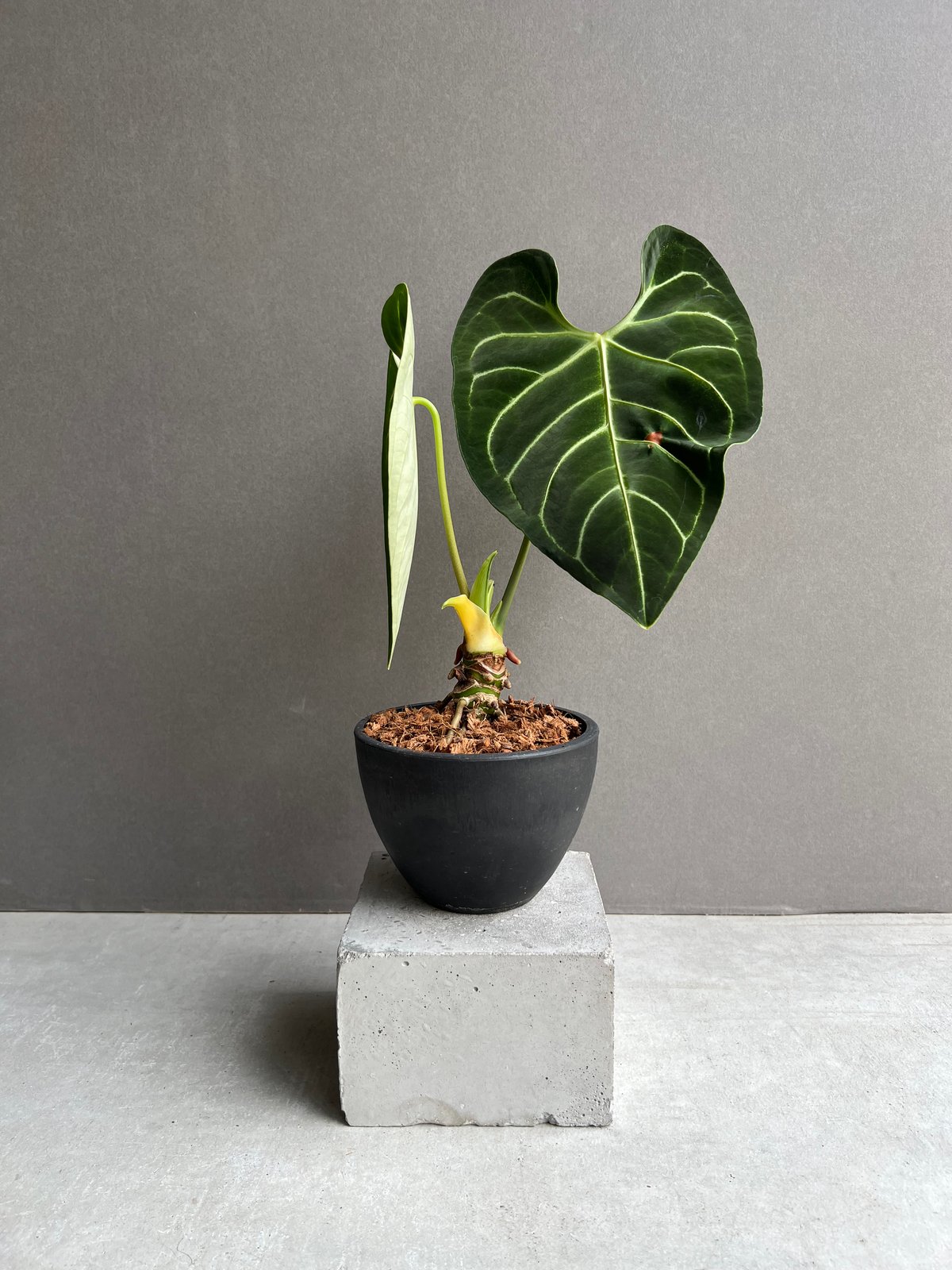 Anthurium regare アンスリウム　レガレ アンスリウム レガレ Anthurium 'Regale' 観葉植物 アートフラワー