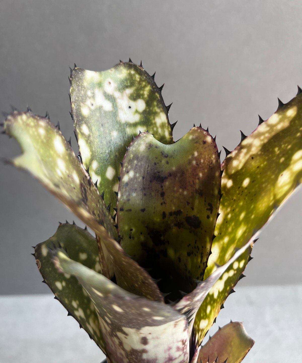 ビルベルギア コールド フュージョン 「Billbergia Cold Fusion