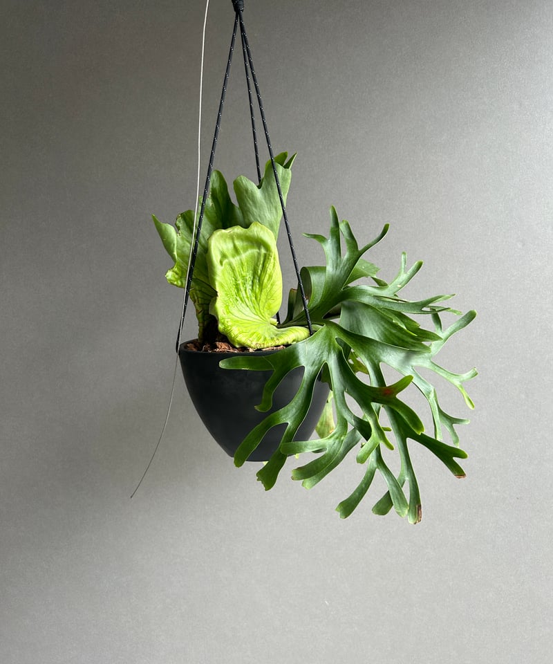 ビカクシダ コロナリウム “タオ ビン”「Platycerium coronarium “Ta