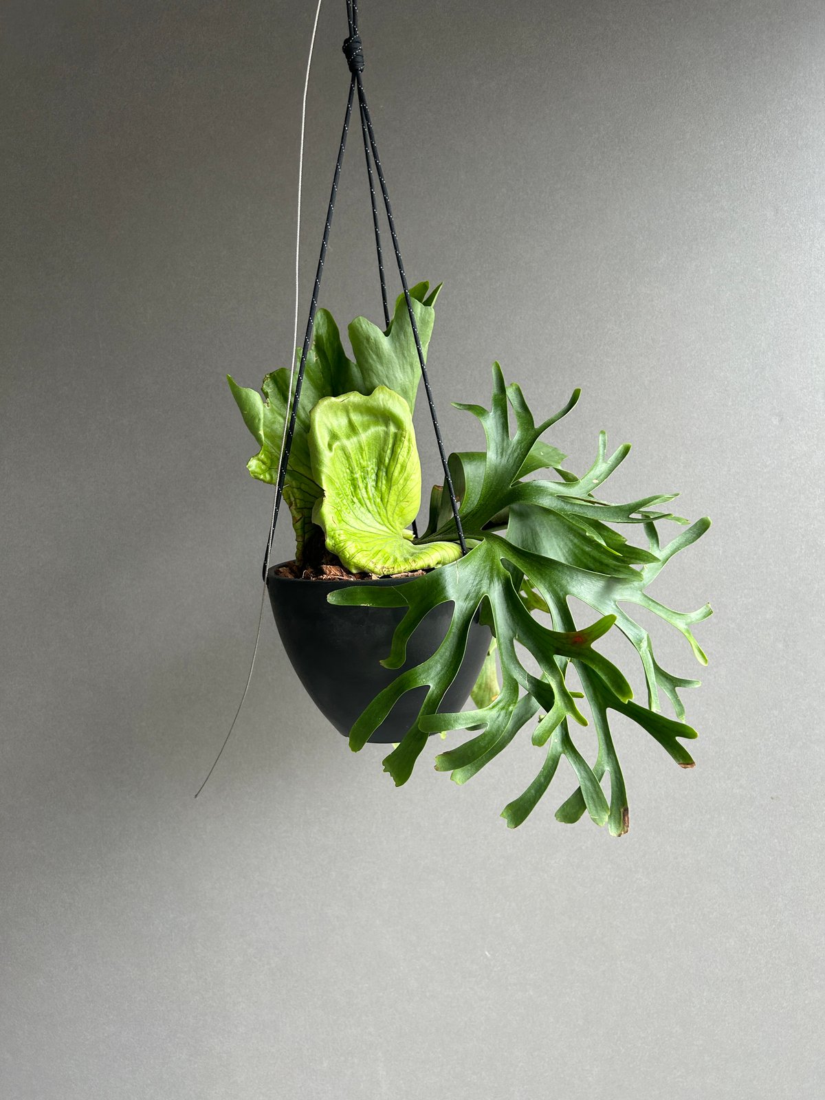 ビカクシダ コロナリウム “タオ ビン”「Platycerium coronarium “Ta