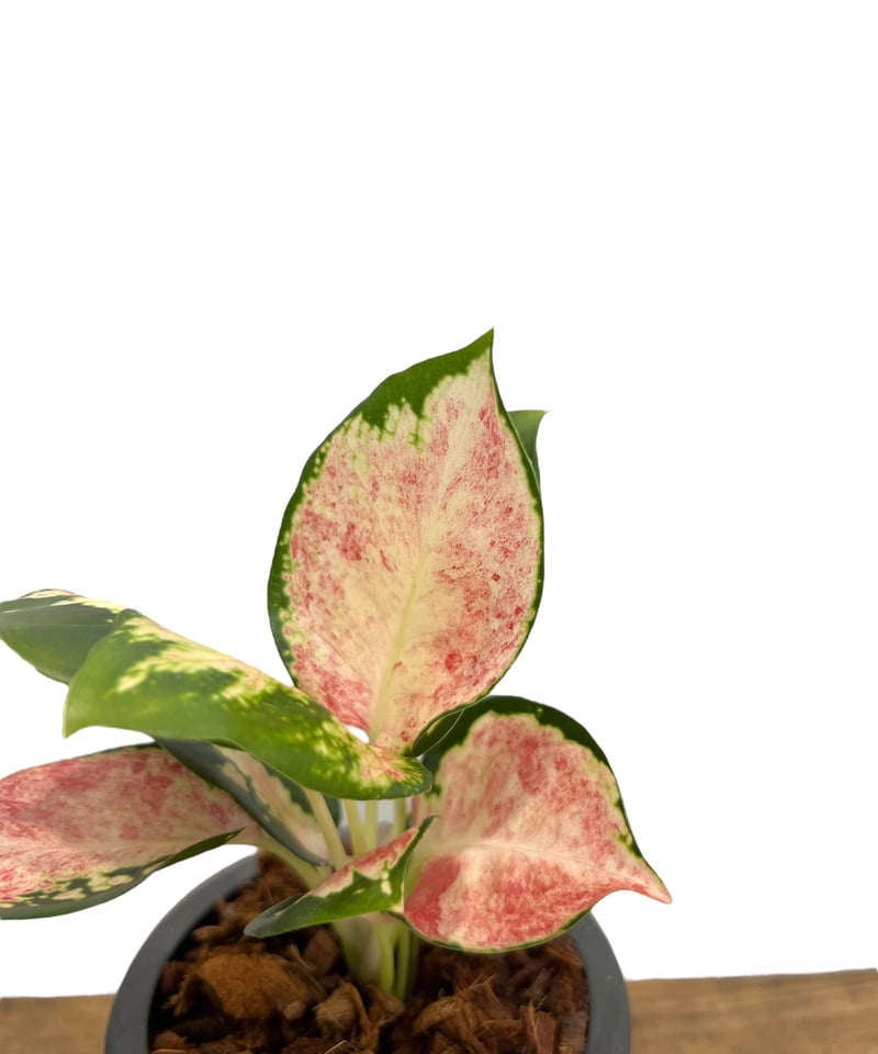 アグラオネマ ネオン “Wagyu” 斑入 「Aglaonema Neon “Wagyu” V