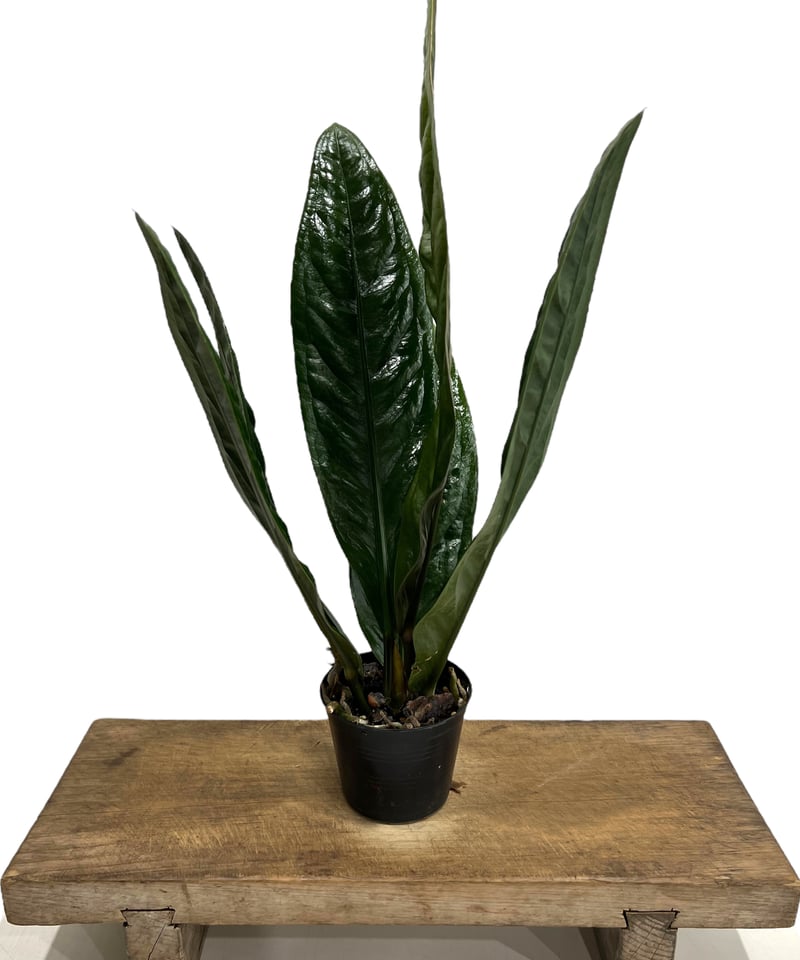 アンスリウム スパーバム 「Anthurium superbum」71K | SHOUCHIKUEN