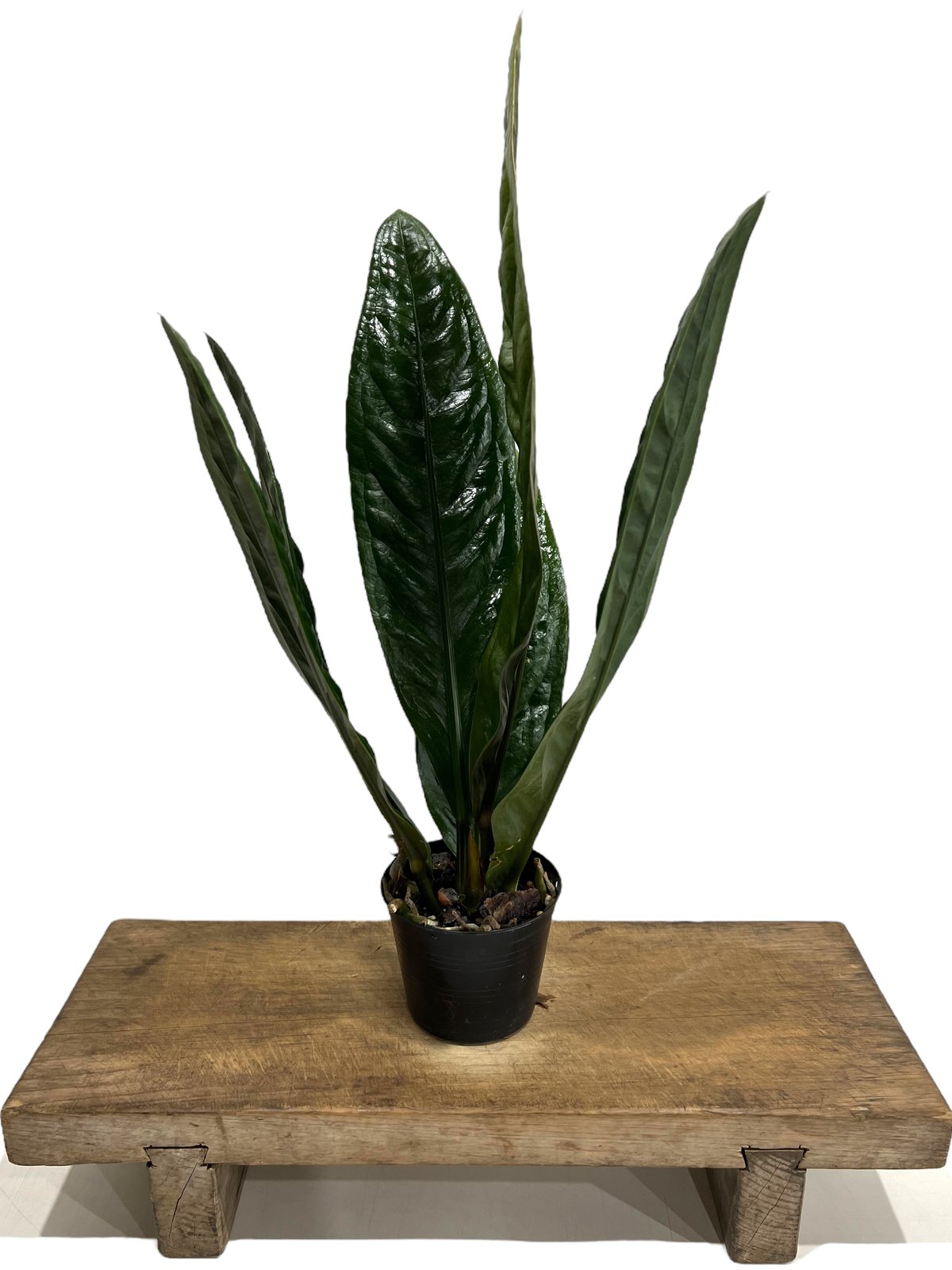 fit=scale-down,w=1200