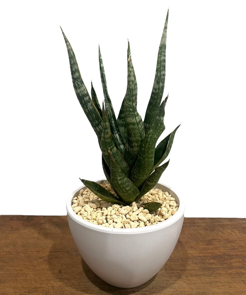 EMP サンスベリア カミナリ / 最後はイメージ SA393 EMP サンスベリア カミナリ / 最後はイメージ SA393