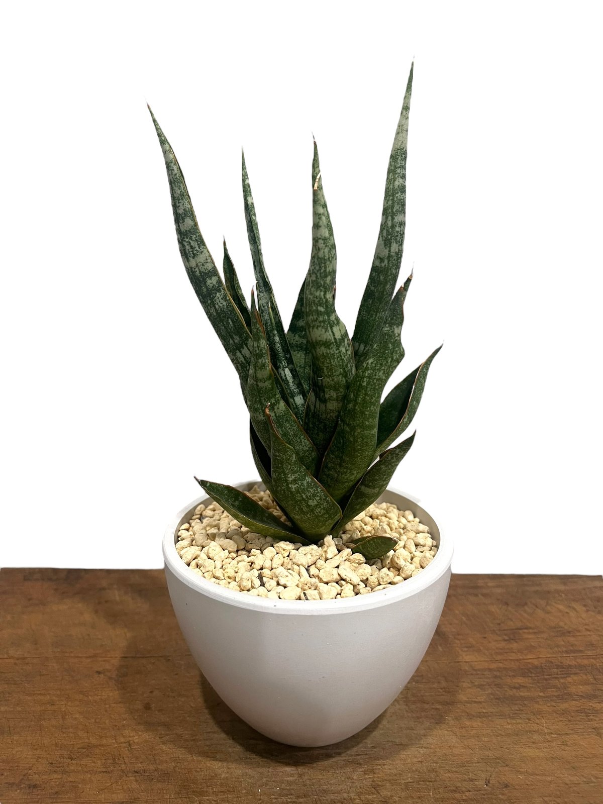 サンセベリア カミナリ 「Sansevieria KAMINARI “雷”」18V | SHO