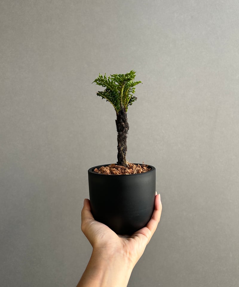 ブレクナム ギッバム ドワーフ 「Blechnum gibbum Dwarf 」4J | SH