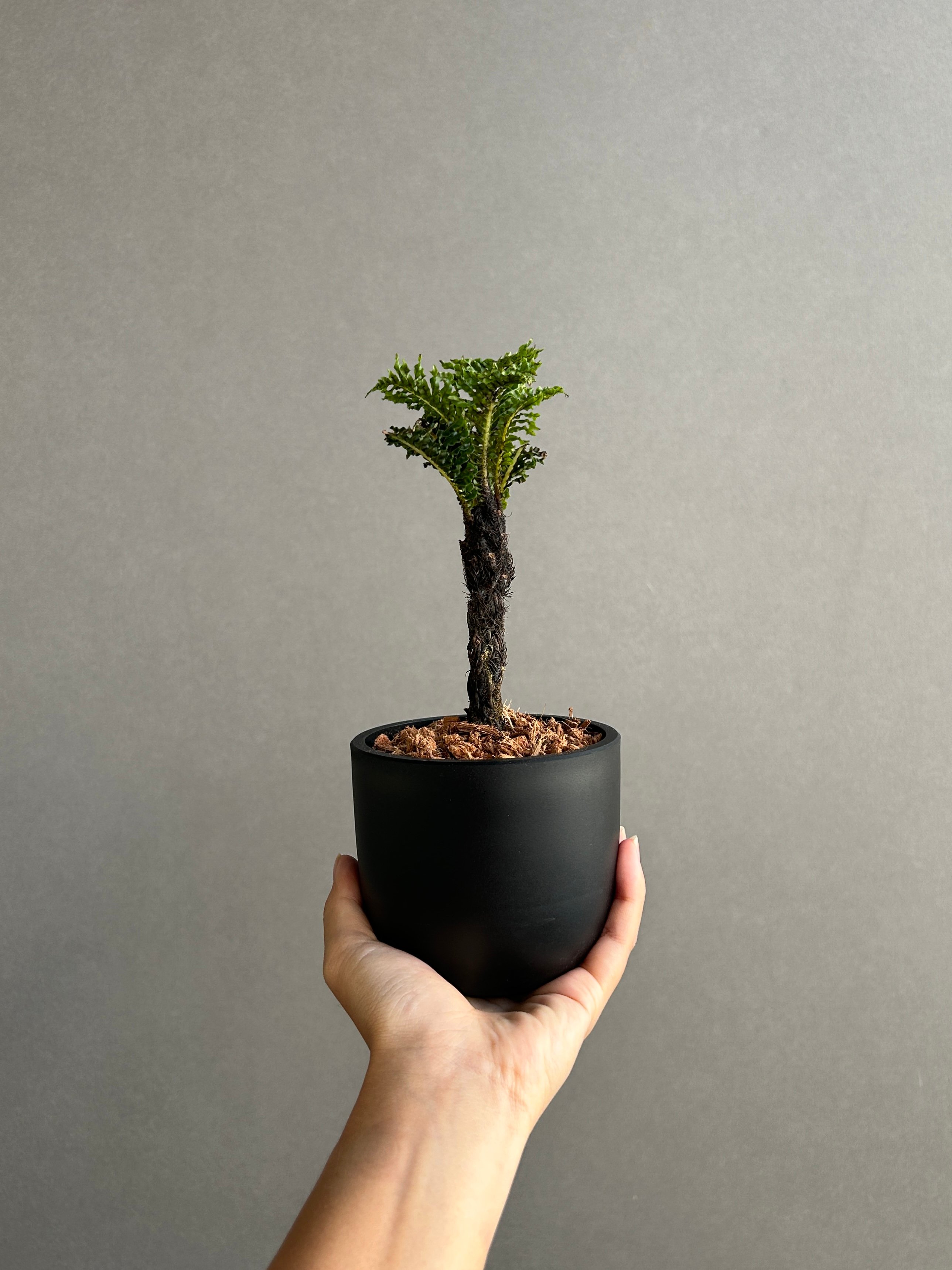 ブレクナム　ギッバム　ドワーフ ブレクナム ギッバム ドワーフ 「Blechnum gibbum Dwarf 」4J | SH