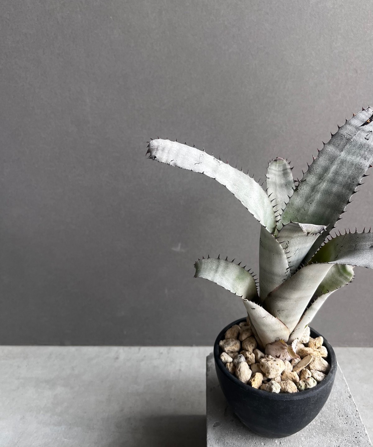 【コントラスト強めを選んでいます】エクメア チャンティーニ コントラスト強めを選んでいます】エクメア チャンティーニ