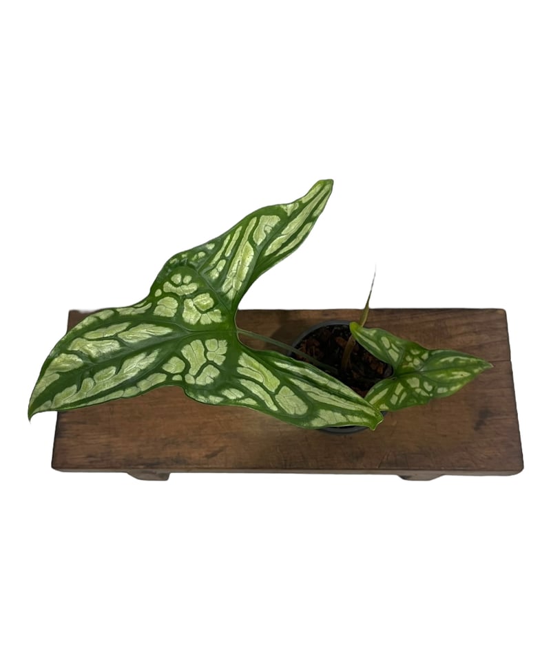 セルセスティス ミラビリス (N.E.Br) ボグナー 「Cercestis mirabili