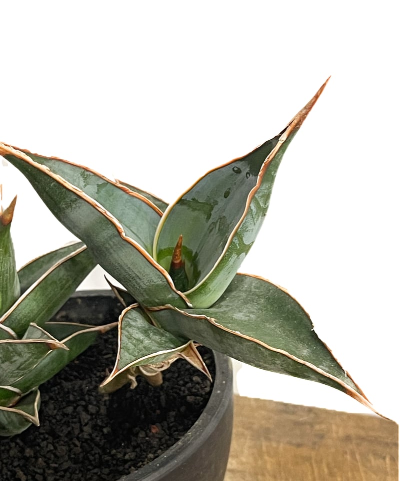 専用　Sansevieria pinguicula Longifoli 専用 Sansevieria pinguicula Longifoli Sansevieria pinguicula