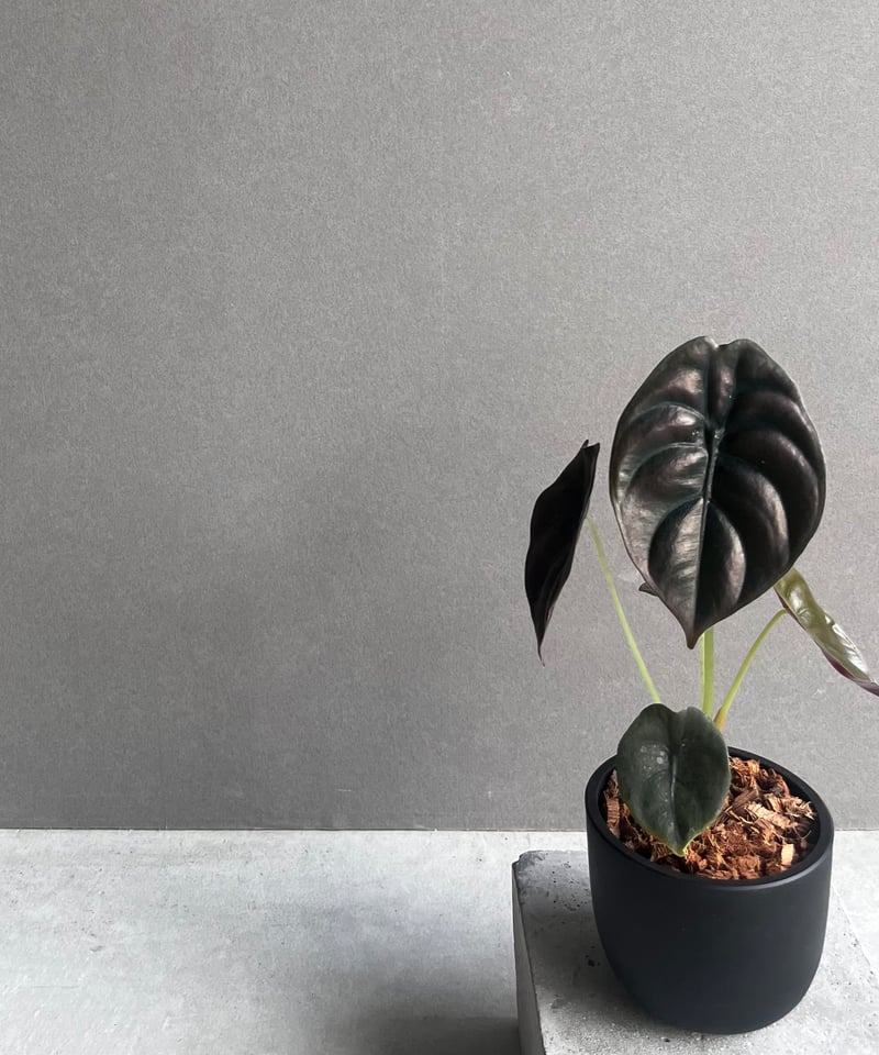 アロカシア クプレア “レッドシークレット” 「Alocasia cuprea “Red Se