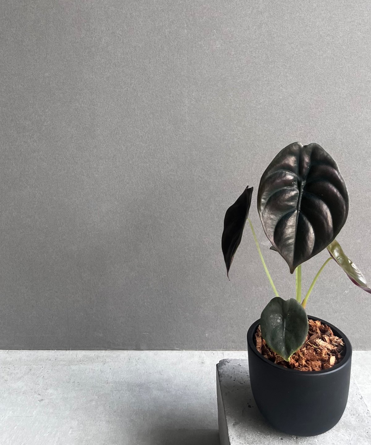 アロカシア クプレア “レッドシークレット” 「Alocasia cuprea “Red Se