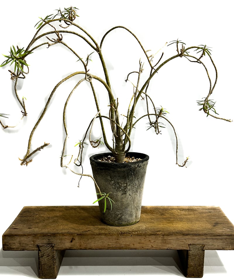 ユーフォルビア バルサミフェラ「 Euphorbia balsamifera」7/30