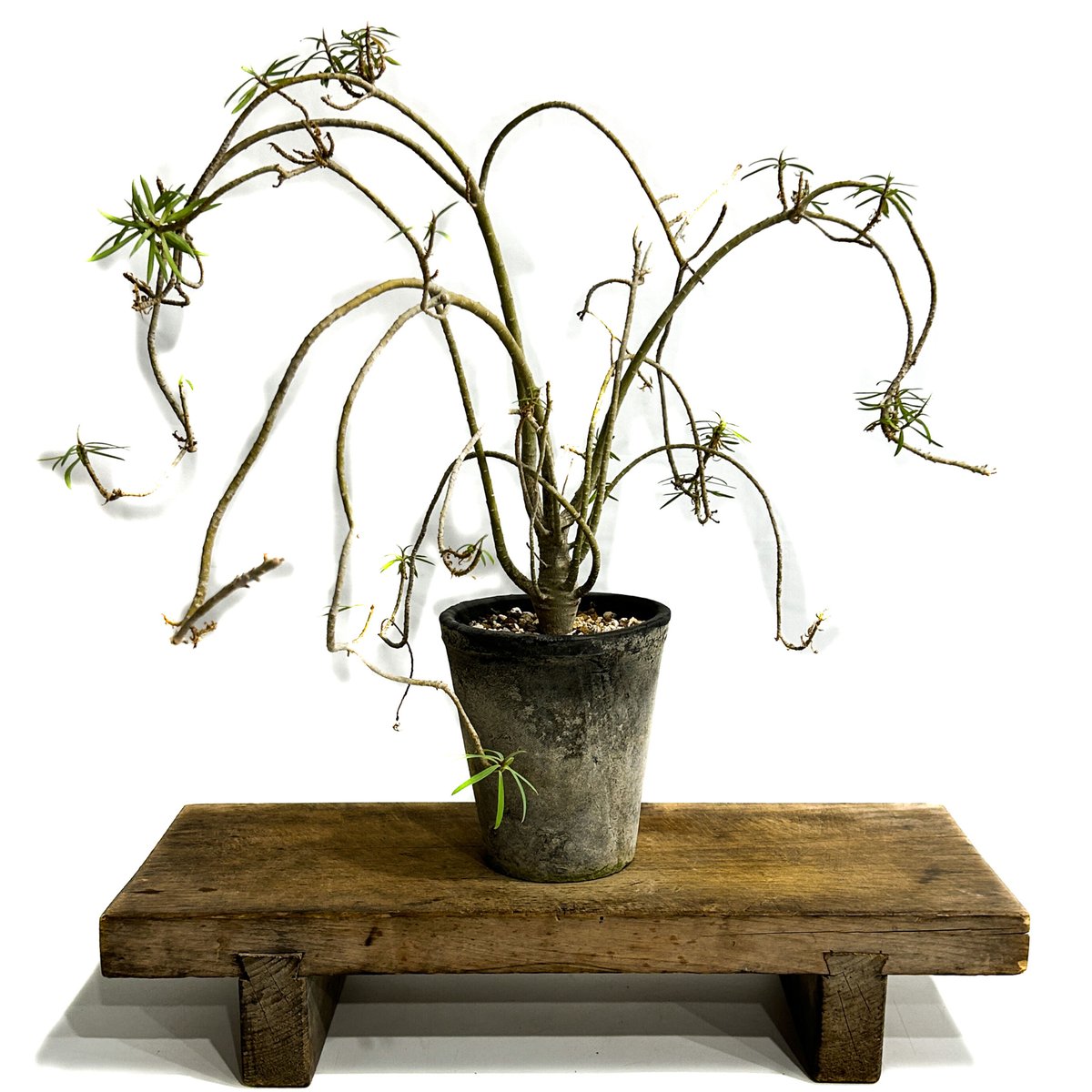 ユーフォルビア バルサミフェラ「 Euphorbia balsamifera」7/30-99A