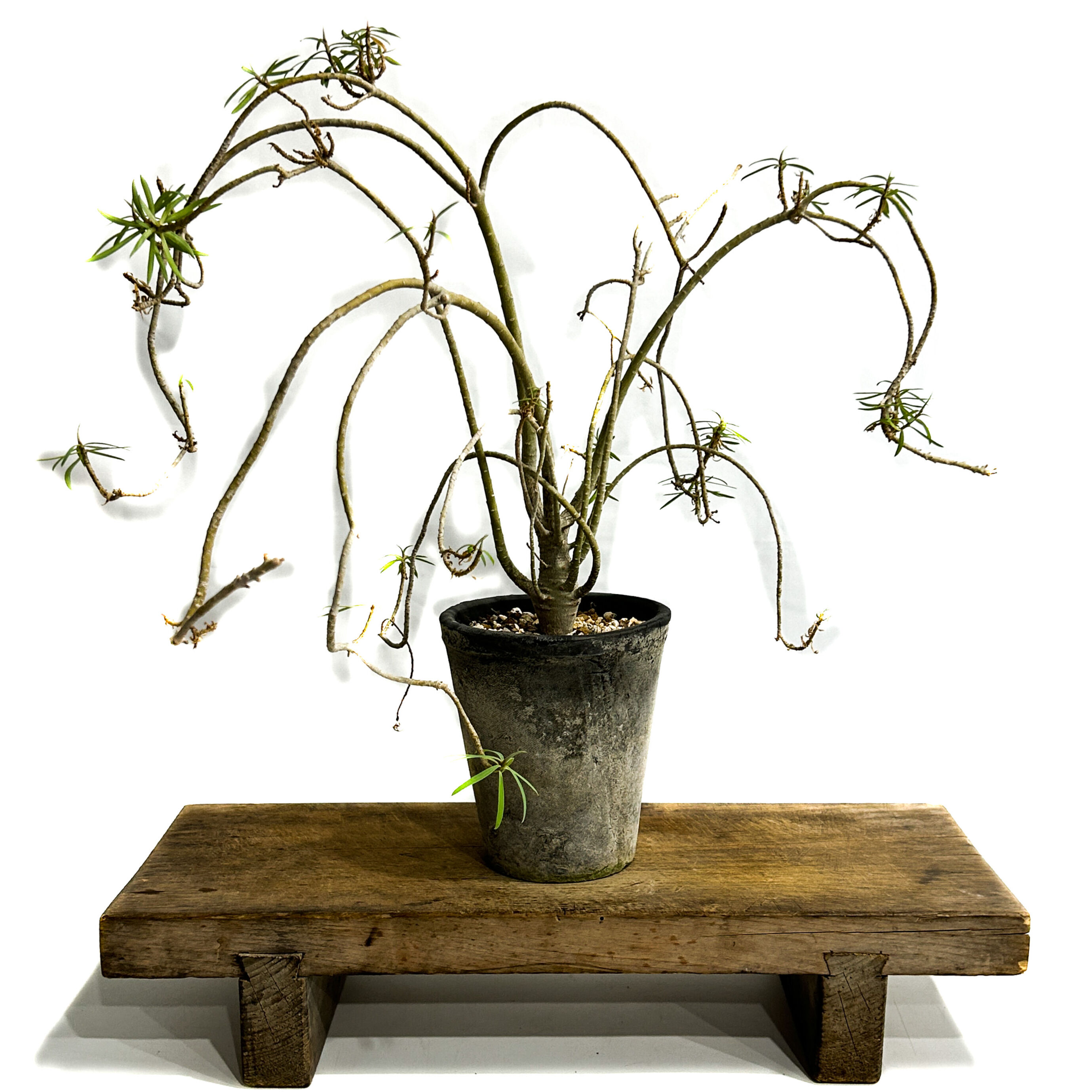 ユーフォルビア バルサミフェラ「 Euphorbia balsamifera」7/30-99A