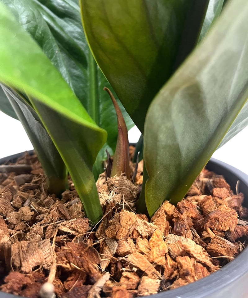 Anthurium superbum アンスリウムスパーバム 【公式通販】