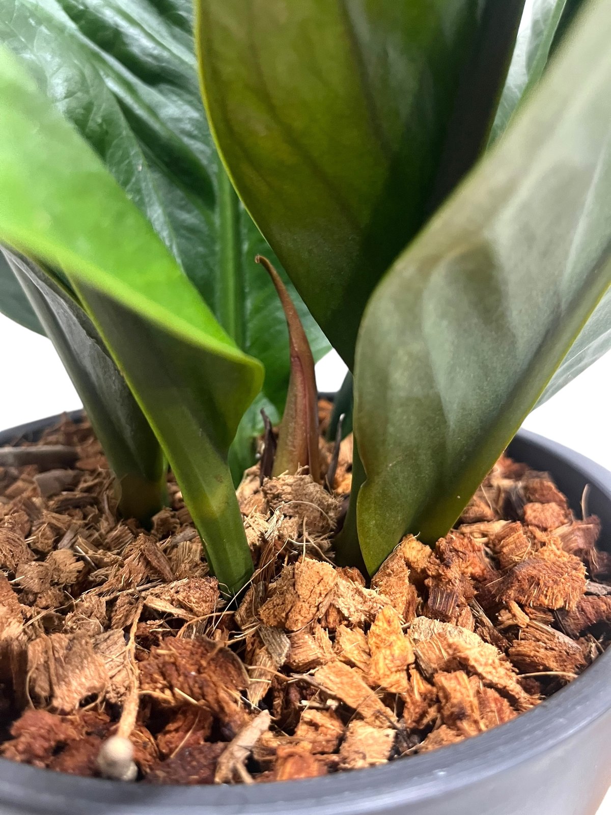 アンスリウム スパーバム 「Anthurium superbum」15Q | SHOUCHIKUEN