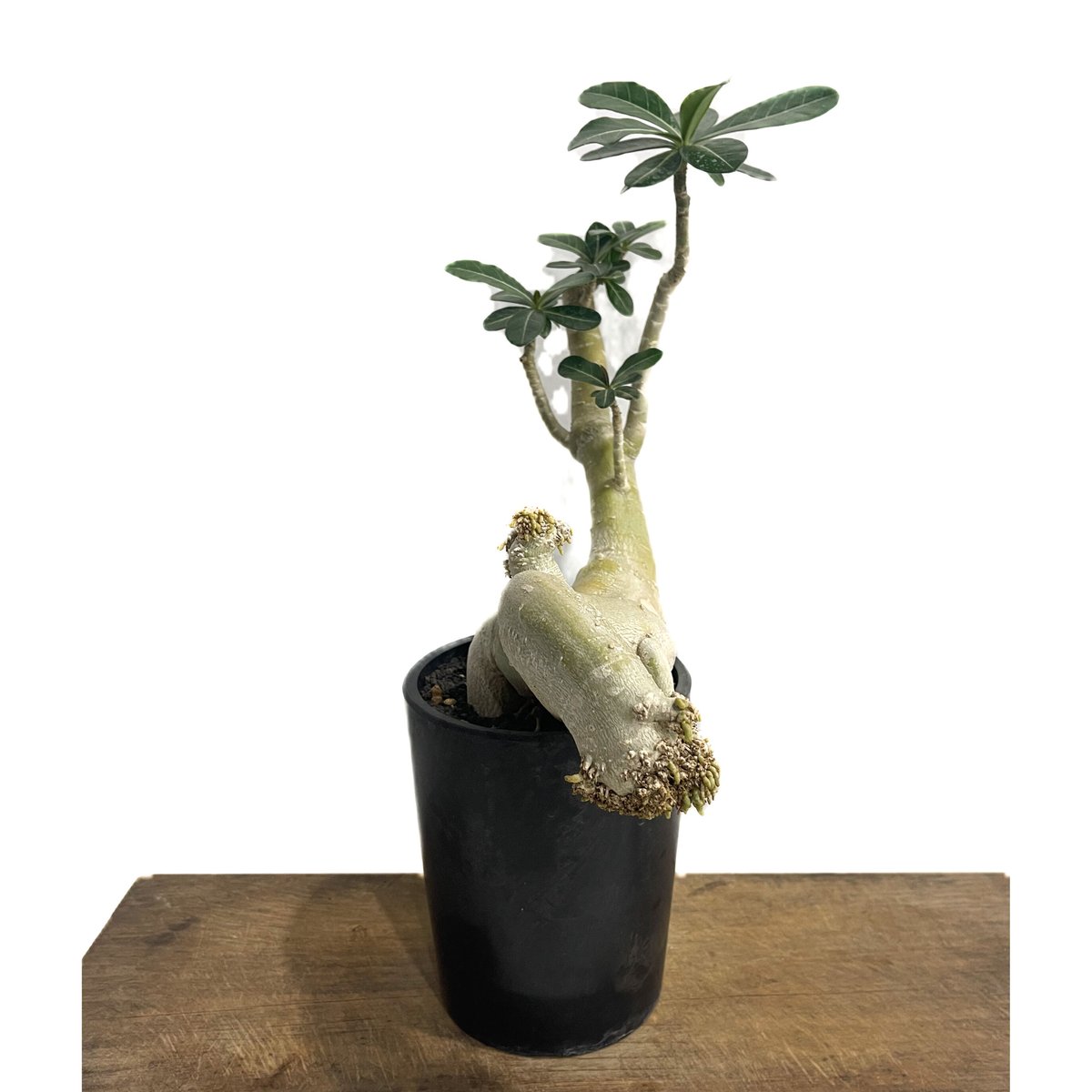 アデニウム オベスム Adenium obesum アデニウム オベスム “選抜個体”「Adenium obesum “Select