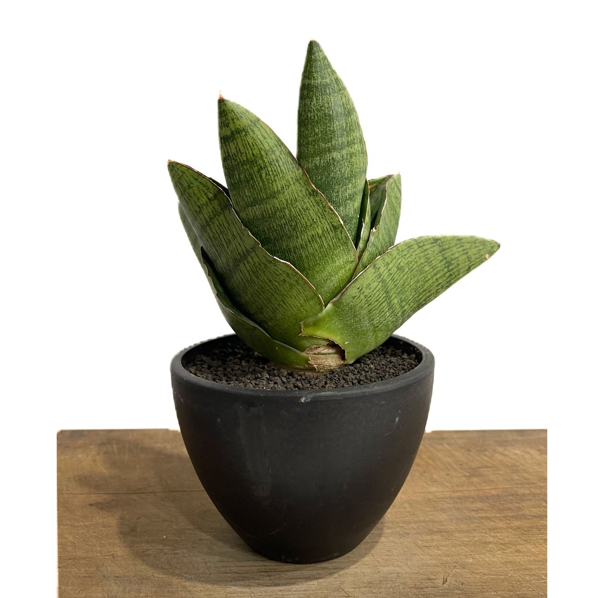 サンスベリア アンドロメダ　大株 サンセベリア アンドロメダ「Sansevieria Andromeda」9/2-31C-1 |