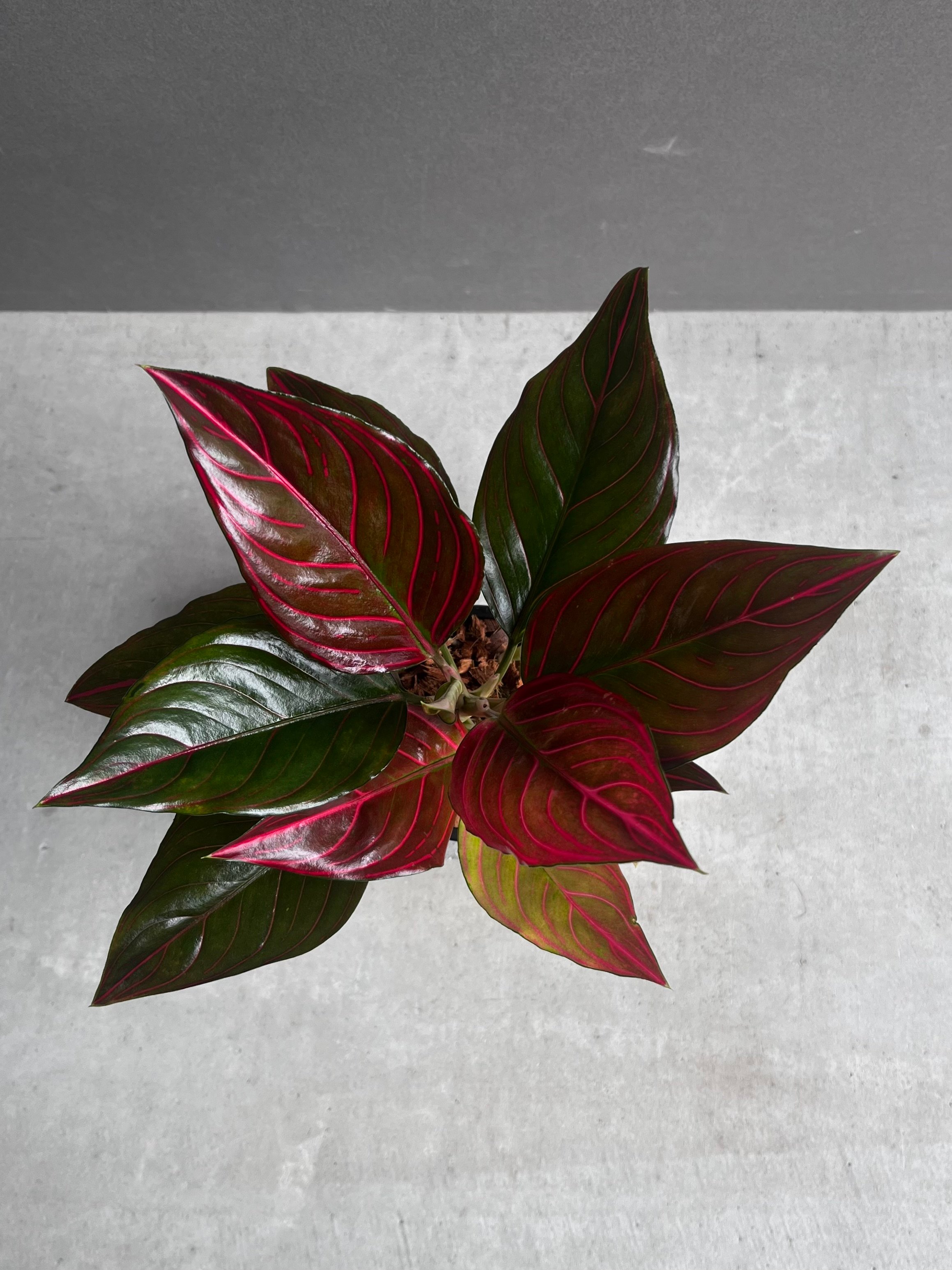 アグラオネマ レッド ベイン 「Aglaonema Red Vein」56B | SHOUCH