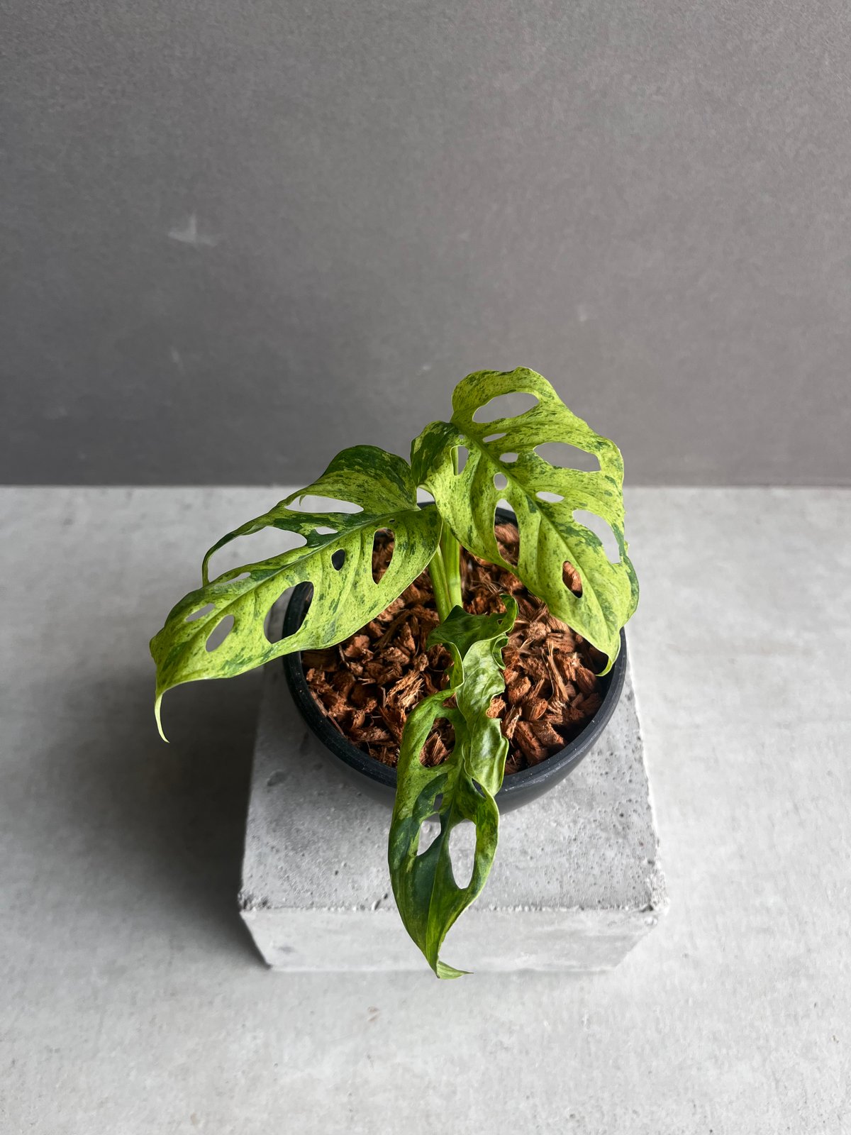 モンステラ ラニアタ ミント 斑入 「Monstera laniata mint モンステラ ラニアタ ミント 斑入 「Monstera laniata mint