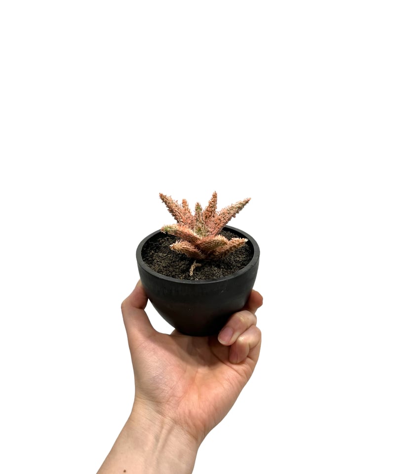 アロエ テンプラ 「Aloe Tempra」8L | SHOUCHIKUEN アロエ テンプラ 「Aloe Tempra」8L | SHOUCHIKUEN