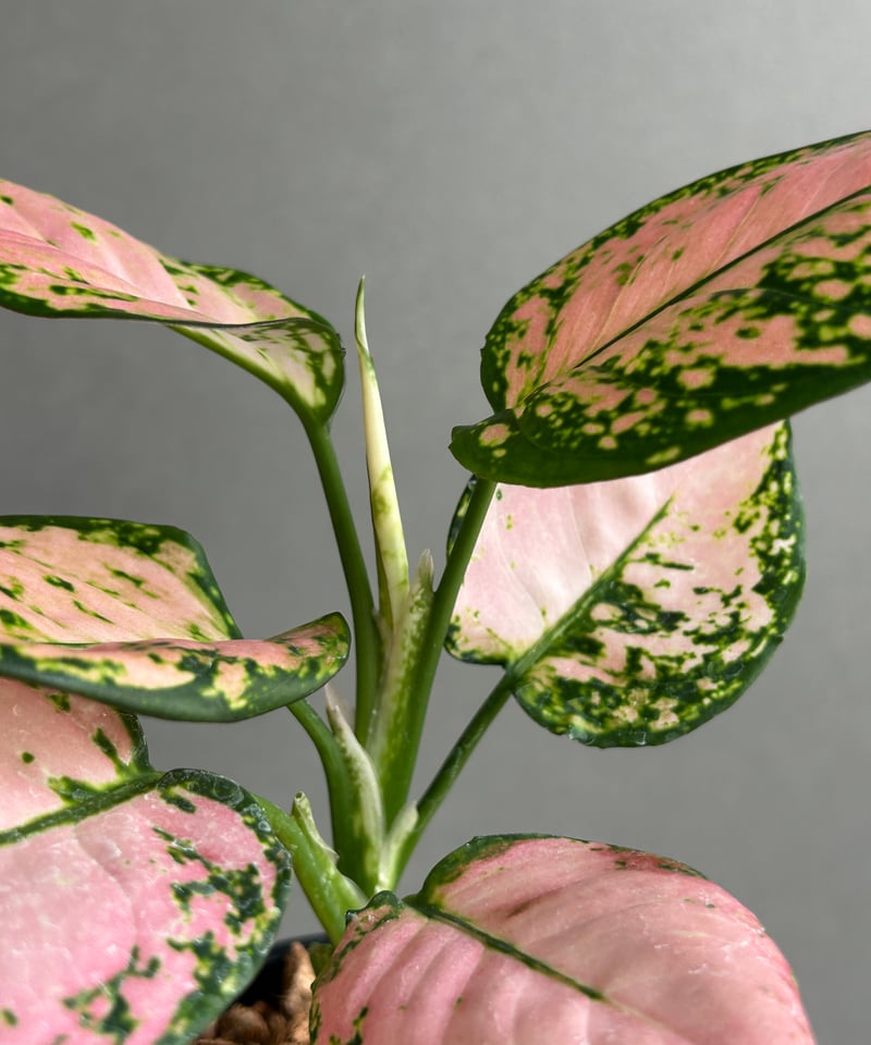 T*m様 9 ベゴニア NO ID 未登録品種 ピンク斑入り ピンクバリエガータ