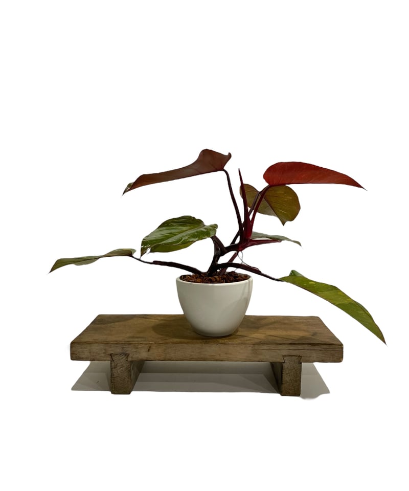 フィロデンドロン オレンジ プリンセス 「Philodendron Orange Prince